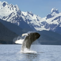 грбавиот кит скока од мирните води на Каналот Лин Во Алјаска Во Преминот во близина На Глечерот Џуно Херберт и планините покриени