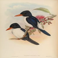 Птици Од Азија Сино-Бел Печатење На Постер Од Кингфишер од Џон Гулд
