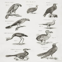 Различни Видови Птици. Од 18 Век печатење Од Кен Велшки Дизајн Слики